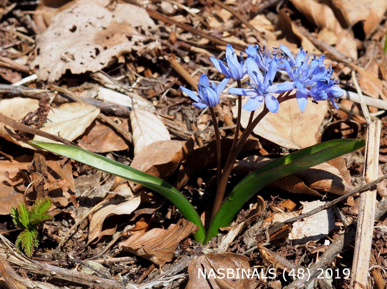 Squill, Alpine